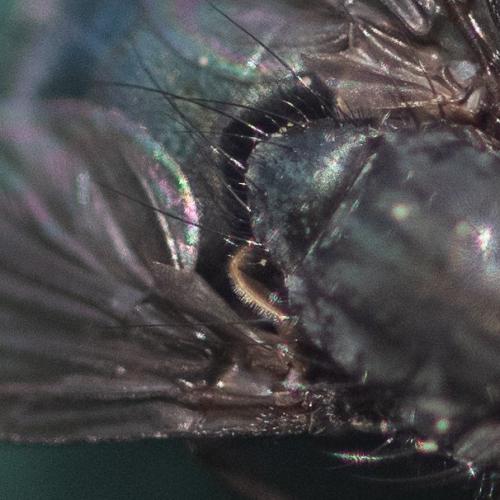 Bellardia bayeri